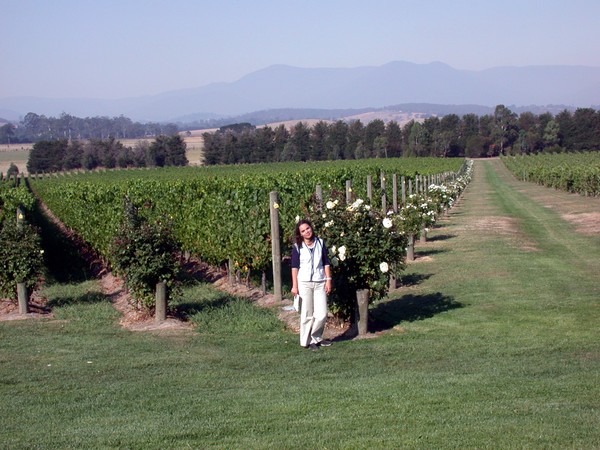 Domaine Chandon Estate